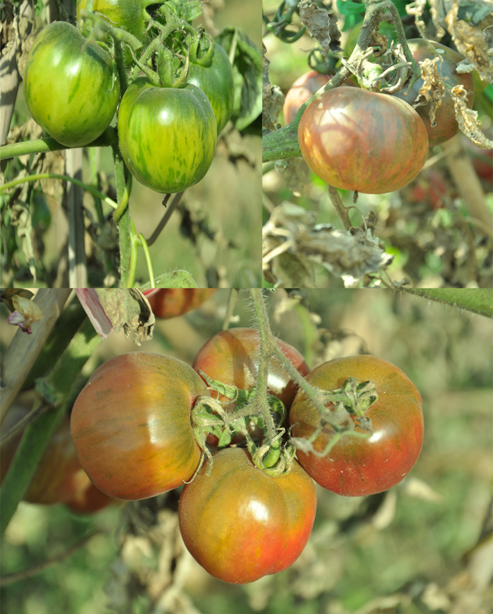 农卖网手机版(农卖网手机版app)