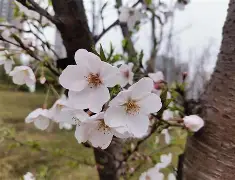 樱花场景拍摄照片手机版(樱花场景拍摄照片手机版怎么弄)-第4张图片-QuickQ官网